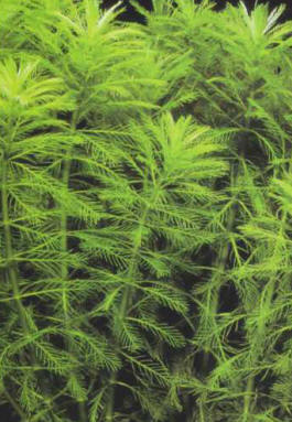 Myriophyllum aquaticum