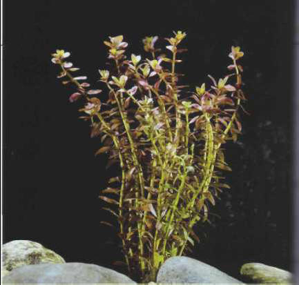 Rotala rotundifolia