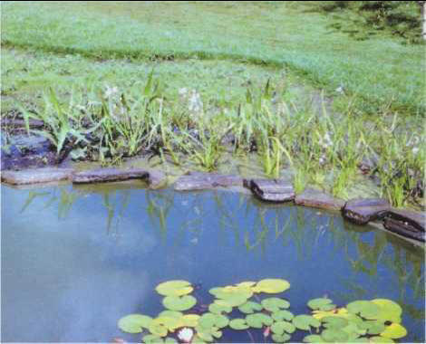 Sagittaria sagittifolia