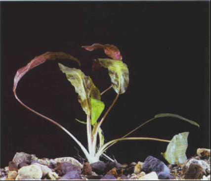 Cryptocoryne cordata