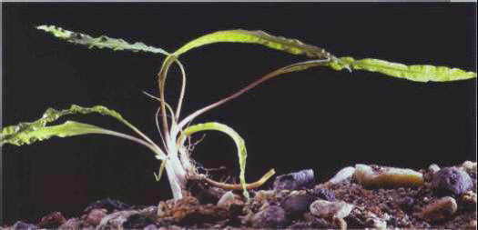 Cryptocoryne crispatula