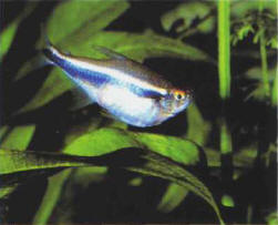 A fish's swollen abdomen is often the sign of dropsy, a bacterial disease
