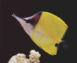 The mouth of this marine fish (Forcipiger flavissimus, the yellow longnose butterfly) allows it to capture its prey in the crevices of the coral