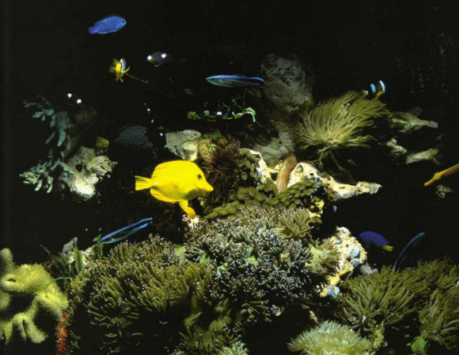 Patience is required to achieve results as beautiful as this in a marine aquarium.
