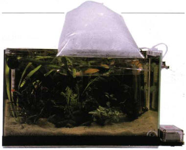 The bag used for transporting fish must be left to float for a while, to ensure that its temperature is the same as that of the tank.