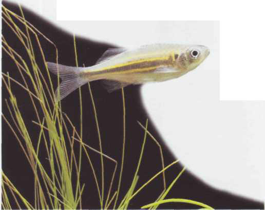 Danio aequipinnatus