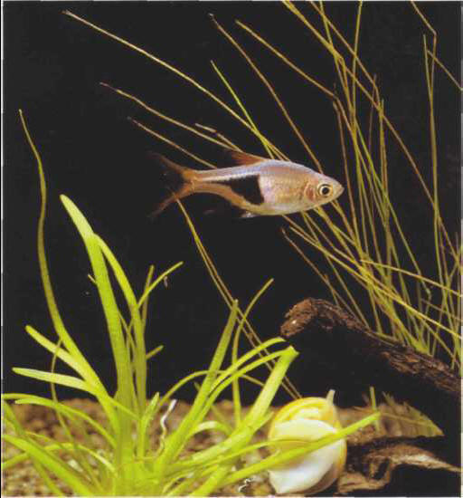 A Rasbora heteromorpha