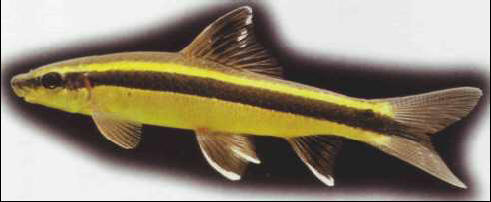 Tanichthys albonubes