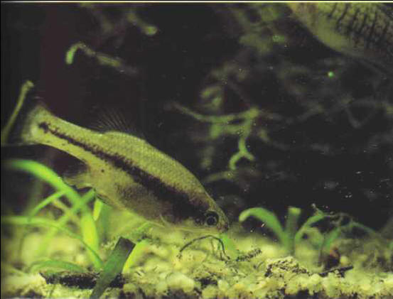 Ameca splendens