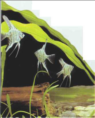 Pterophyllum scalare