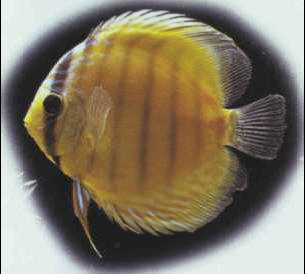 Symphysodon discus discus