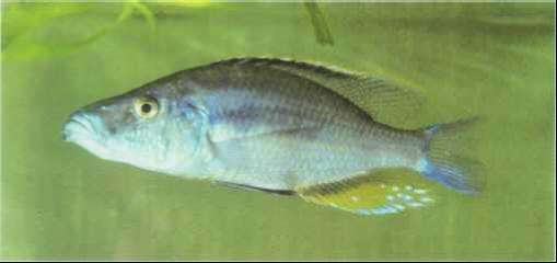 Dimidiochromis compressiceps