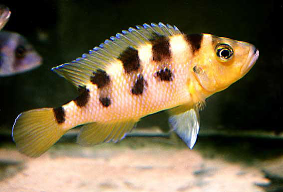 Neolamprologus sexfasciatus