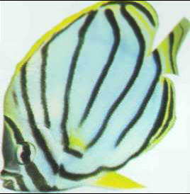 Chaetodon meyeri