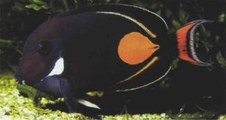 Acanthurus japonicus