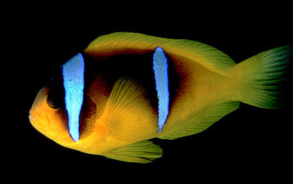 Amphiprion bicinctus