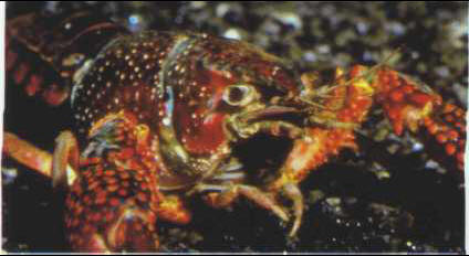 Procamburus clarkii