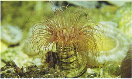 Ceriantharia