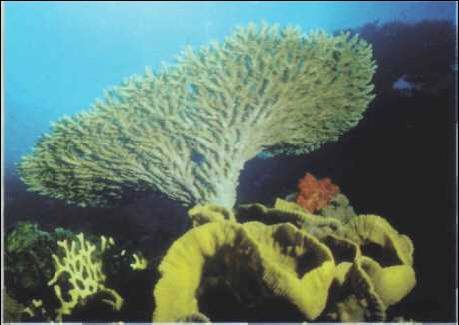 Acropora (Acroporidae)